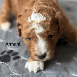Armani - Red  male Goldendoodle puppy in Colorado Springs, Colorado from Pikes Peak Doodles