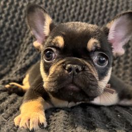 French Bulldogs from Willamette Valley Doodles