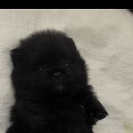 Pomeranian Puppies from Silver’s Reigning Heir Poms