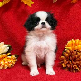 Black Boy (red) - Black and white male Japanese Chin puppy in Tulsa, Oklahoma from Locust Creek Pugs & Japanese Chin's