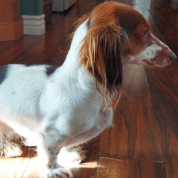 Dachshunds from Melissa Woodard