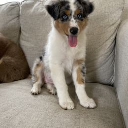 Australian Shepherd Puppies from Ace of Spades Australian Shepherds