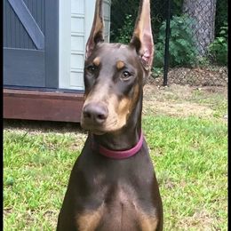 Doberman Pinscher Puppies from Hierarch Dobermans