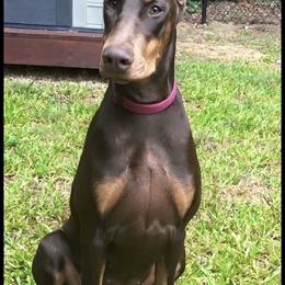 Doberman Pinscher Puppies from Hierarch Dobermans