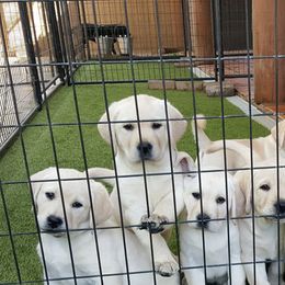 Labrador Retriever Puppies from Daisy Mountain Labs