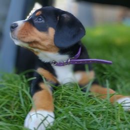 Chloe - Black white and tan female Entlebucher Mountain Dog puppy in Corvallis, Oregon from Feather Farm's Entles