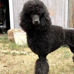 Gemma - Poodle