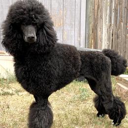 Gemma - Poodle