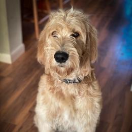 Goldendoodles from Hardscrabble Hills Doodles