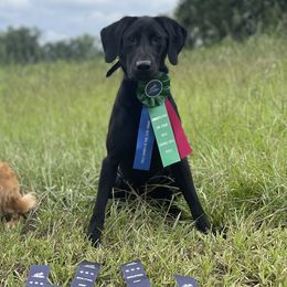 Ivy - Labrador Retriever
