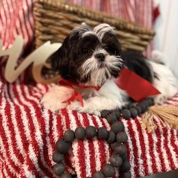 Skip - Black and white male Shih Tzu puppy in Taylorsville, North Carolina from Feather & Tail Acres