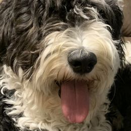 Sheepadoodles from SLO Sheepadoodles
