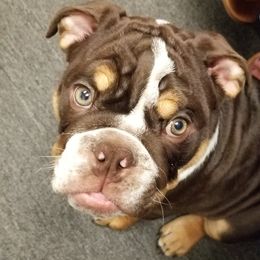 Guinness - English Bulldog