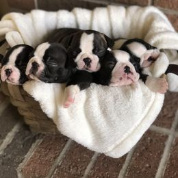 Boston Terrier Puppies from True North Bostons