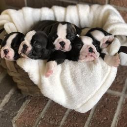 Boston Terrier Puppies from True North Bostons