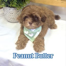 Peanut Butter - Brown male Shihpoo puppy in Buford, Georgia from Petite Posh Puppies