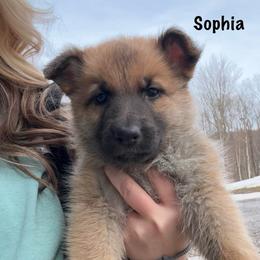 Yellow HC AKA Sophia - Bi-color female German Shepherd puppy in Terra Alta, West Virginia from Shepherd Country Farm and Kennels