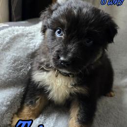 Trigger - Black tri-color male Australian Shepherd puppy in Albion, Michigan from Northern Lights Aussies (NL Aussies)