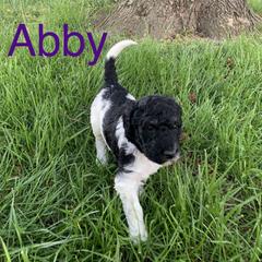 Double Doodle Puppies from Little Muddy Doodles