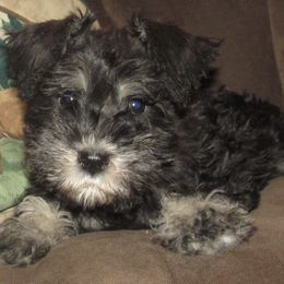 Miniature Schnauzers from Joan's Schnauzers