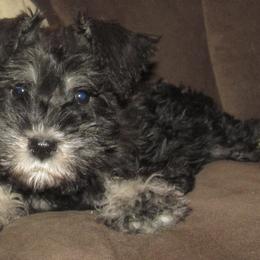 Miniature Schnauzers from Joan's Schnauzers