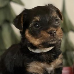 Yorkshire Terriers from Amanda's Yorkies