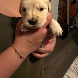 Peter (Royal Blue) - Light golden male Golden Retriever puppy in Jacksonville, Florida from River City Golden Retrievers