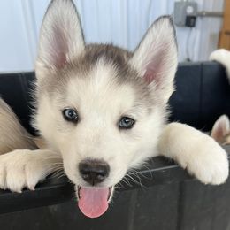 Pomskies and Siberian Huskies from Repurposed Paradise Farm