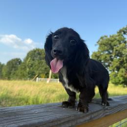 Pecan - Black female Dachshund puppy in Mountain Home, Arkansas from Furry Friends Kennel
