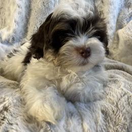 Oak - Chocolate male Havanese puppy in Starr, South Carolina from Home with Havanese