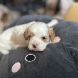 Cavalier King Charles Spaniel and Cavapoo Puppies from Larisa's Cavaliers
