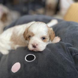 Cavalier King Charles Spaniel and Cavapoo Puppies from Larisa's Cavaliers
