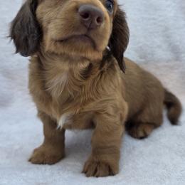 Maple - Red female Dachshund puppy in Golden Valley, Arizona from Greatest Journey Ranchette