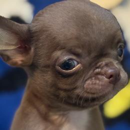 Chihuahuas from Chihuahuas manzanita