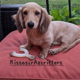 Josiah - Dachshund