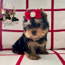 Star - Black and tan female Yorkshire Terrier puppy in Bloomingdale, Georgia from Harrington Yorkies