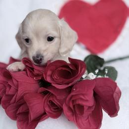 Zuna - Cream female Dachshund puppy in Richmond, Virginia from Irresistible Dachshunds & Cavaliers