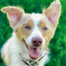 Reba - Australian Cattle Dog
