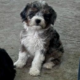 Blue Merle Two, Smallest Puppy - Blue merle female Aussiedoodle puppy in Parma, Idaho from Arena Valley Acres