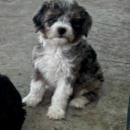 Blue Merle Two, Smallest Puppy - Blue merle female Aussiedoodle puppy in Parma, Idaho from Arena Valley Acres