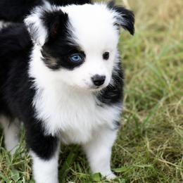 Boy 1 - Black tri male Toy Australian Shepherd puppy in Humansville, Missouri from Tater Tot aussies