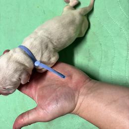 Periwinkle - White and liver brown female Dalmatian puppy in Wilson, North Carolina from New Horizonz Dalmatians