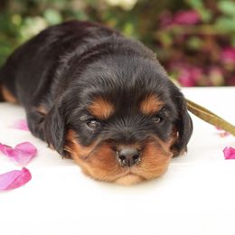Cassie - Black and tan female Cavalier King Charles Spaniel puppy in New Holland, Pennsylvania from Mountain Breeze Puppies