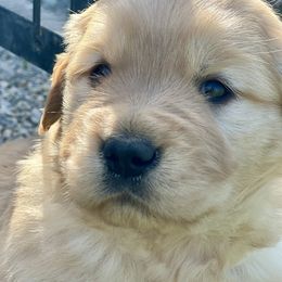 Golden Retriever and Pug Puppies from Copperfield’s Goldens