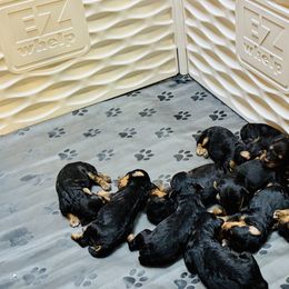 Girl 1 - female Airedale Terrier puppy in Branch, Michigan from Aim High Airedales & German Shorthaired Pointers
