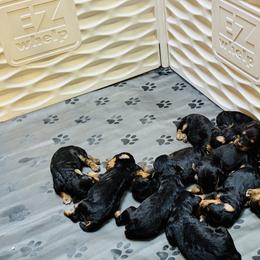 Girl 1 - female Airedale Terrier puppy in Branch, Michigan from Aim High Airedales & German Shorthaired Pointers