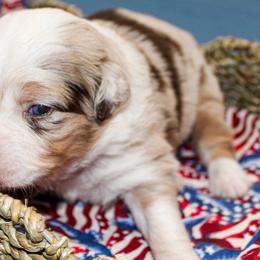 Lady Liberty - Red merle female Miniature Australian Shepherd puppy in Oakland, Maryland from Yarborough Kennels