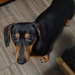 Silas - Dachshund