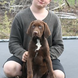 Frank - Red Catahoula Leopard Dog puppy in Potsdam, New York from Spot On Catahoula Leopard Dogs