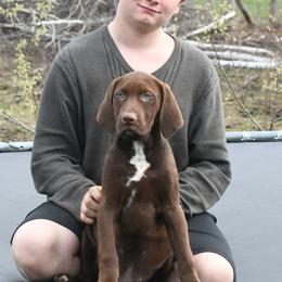 Frank - Red Catahoula Leopard Dog puppy in Potsdam, New York from Spot On Catahoula Leopard Dogs